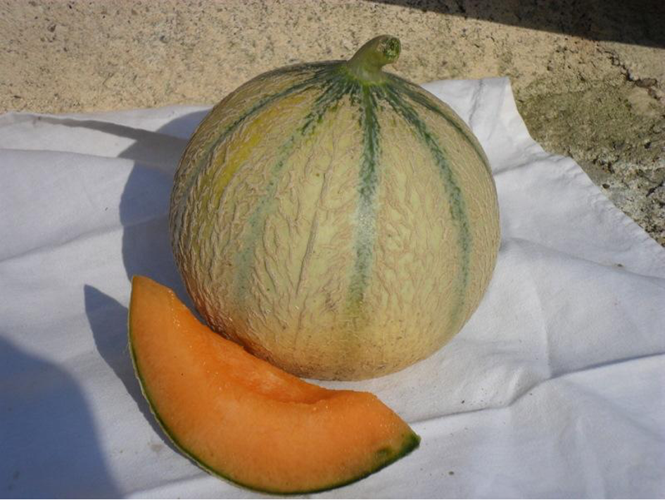 melons direct exploitation du gers